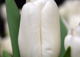 Tulipa Litouwen ® (4)